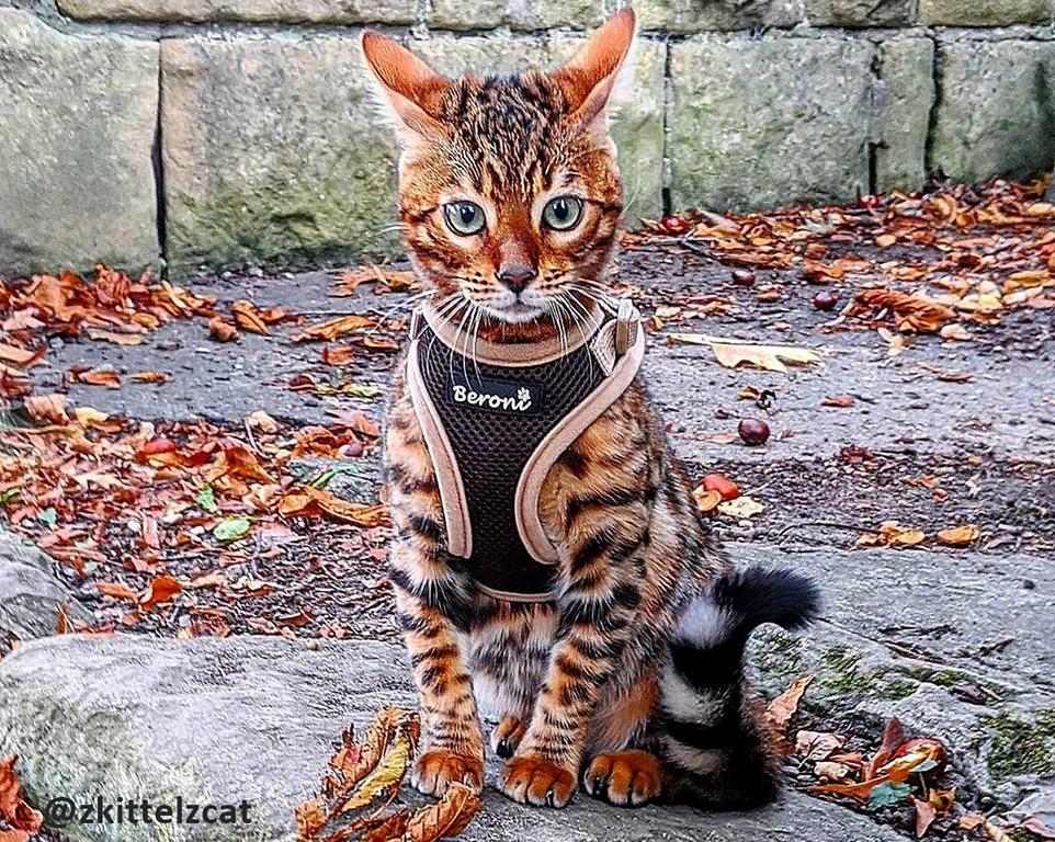 katzengeschirr bengal