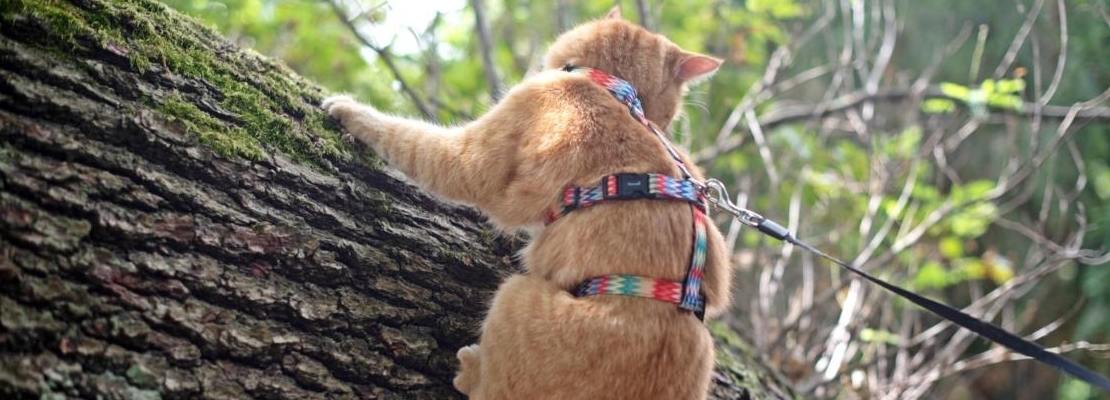 Sicherheitsgeschirr fr Katzen bunt