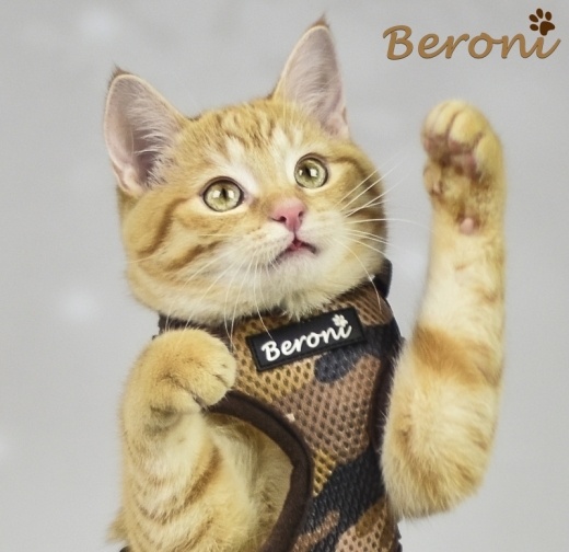 Beroni Katzengeschirr NEW CAMOUFLAGE Softgeschirr braun mit Sicherheitsverschluss