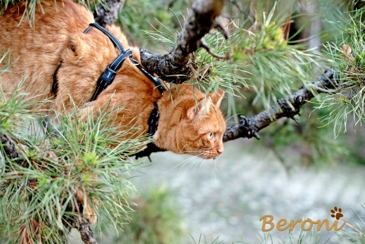 Panikgeschirr Sicherheitsgeschirr Safety Harness Pro AUSBRUCHSICHER