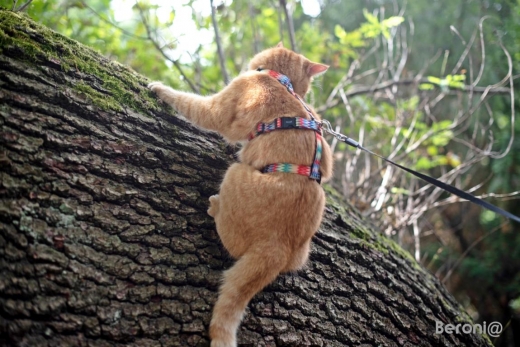 Panikgeschirr Sicherheitsgeschirr Safety Harness Multi AUSBRUCHSICHER