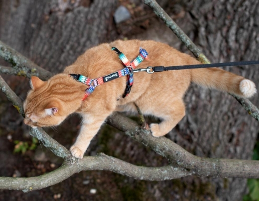 Panikgeschirr Sicherheitsgeschirr Safety Harness Multi AUSBRUCHSICHER