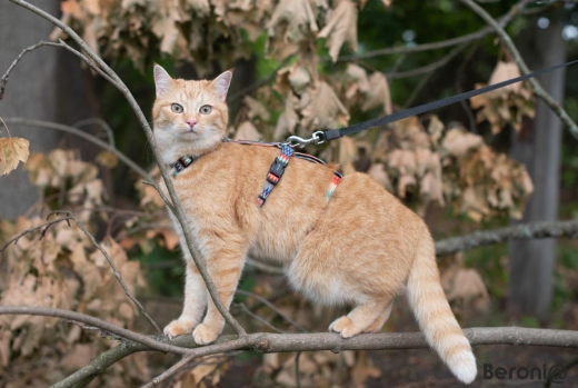 Panikgeschirr Sicherheitsgeschirr Safety Harness Multi AUSBRUCHSICHER