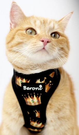 Beroni@ Quick Snap Katzengeschirr golden crown