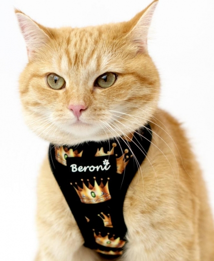 Beroni@ Quick Snap Katzengeschirr golden crown