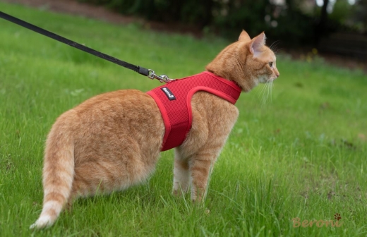 Beroni Katzengeschirr Jacket super soft CLASSIC rot