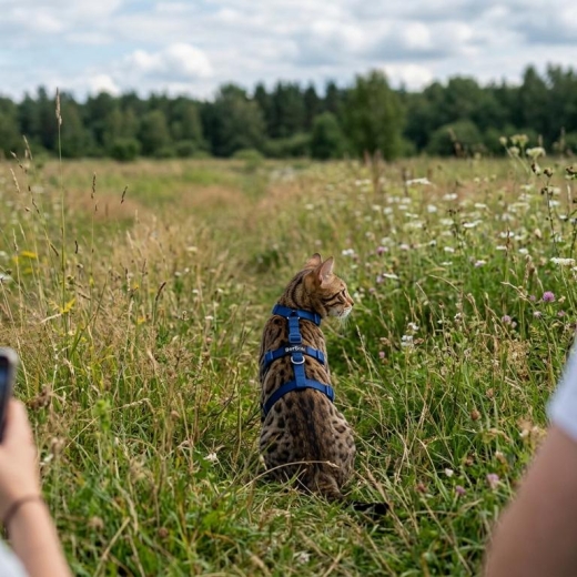 Beroni� Master Safety Harness NEUENTWICKLUNG