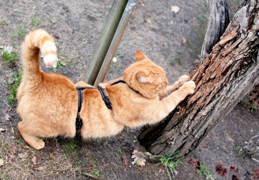 Panikgeschirr Sicherheitsgeschirr Safety Harness Pro AUSBRUCHSICHER