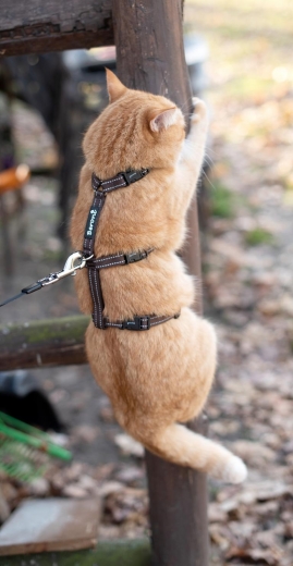 Panikgeschirr Sicherheitsgeschirr Safety Harness Pro BRAUN ausbruchsicher