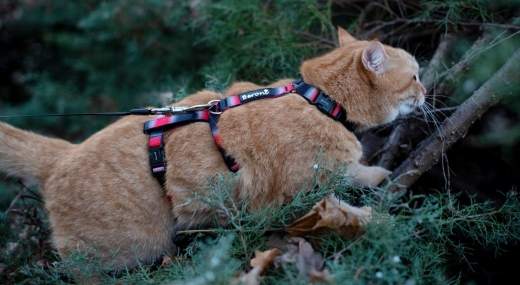 Panikgeschirr Sicherheitsgeschirr Safety Harness Rainbow red AUSBRUCHSICHER