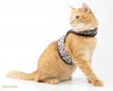 Easy Walking Weste Katzengeschirr Leopard perfektes Katzengeschirr