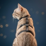 Beroni Master Safety Harness NEUENTWICKLUNG