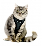 Easy Walking Katzengeschirr 2.0 ausbruchsicher nicht ber Kopf grau