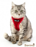 Easy Walking Katzengeschirr 2.0 ausbruchsicher nicht ber Kopf rot