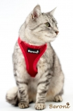 Easy Walking Katzengeschirr 2.0 ausbruchsicher nicht ber Kopf rot