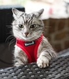 Easy Walking Katzengeschirr 2.0 ausbruchsicher nicht ber Kopf rot