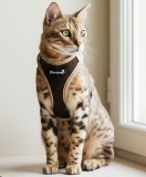 Easy Walking Katzengeschirr 2.0 ausbruchsicher nicht ber Kopf