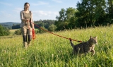 Lange Leine f�r Katzengeschirr 15 Meter rot