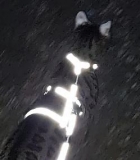 Panikgeschirr Sicherheitsgeschirr NIGHT REFLECT ausbruchsicher