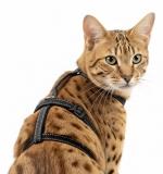 Panikgeschirr Sicherheitsgeschirr Safety Harness Pro AUSBRUCHSICHER