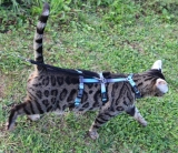 Panikgeschirr Sicherheitsgeschirr Safety Harness ausbruchsicher RAINBOW blue