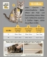 Easy Walking Katzengeschirr 2.0 ausbruchsicher nicht �ber Kopf
