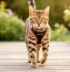 Easy Walking Katzengeschirr 2.0 ausbruchsicher nicht �ber Kopf
