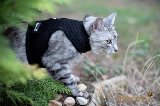 Kitty Jacket ausbruchsicher Katzengeschirr soft CLASSIC uni schwarz