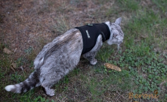 Kitty Jacket ausbruchsicher Katzengeschirr soft CLASSIC uni schwarz