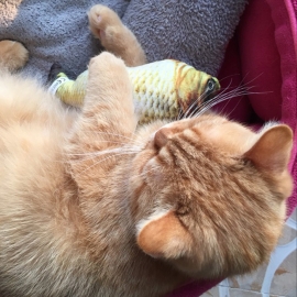 Katzenspielzeug Fisch 3D Barsch wie real mit Katzenminze