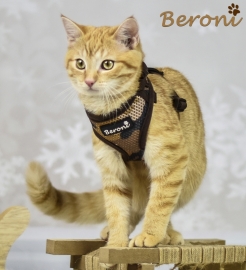 Beroni Katzengeschirr NEW CAMOUFLAGE Softgeschirr braun mit Sicherheitsverschluss