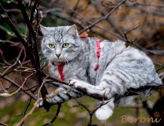 Panikgeschirr Sicherheitsgeschirr Safety Harness Classic rot AUSBRUCHSICHER