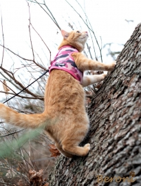 Cat Walking Jacket Beroni camouflage pink-rosa Katzengeschirr