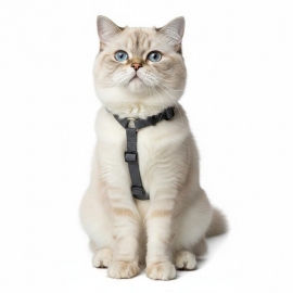 Beroni Master Safety Harness NEUENTWICKLUNG