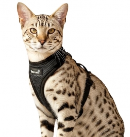 Easy Walking Katzengeschirr 2.0 ausbruchsicher nicht ber Kopf grau